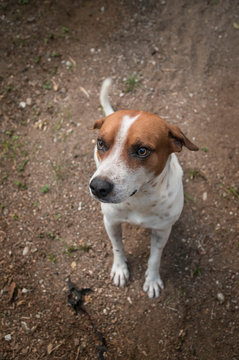perro callejero de color blanco y marrón mirando hacia arriba con nostalgia con las orejas hacia atras 