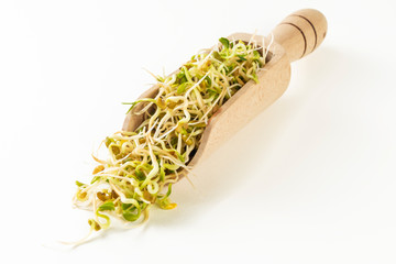 radish sprouts in wooden scoop isolated on white background. nutrition. bio. natural food ingredient.