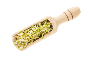 radish sprouts in wooden scoop isolated on white background. nutrition. bio. natural food ingredient.