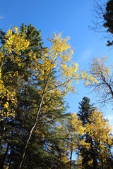 Naklejka premium Autumn Above Us, Whitemud Park, Edmonton, Alberta