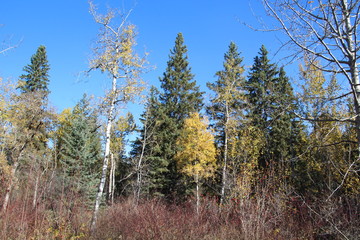 Colours In The Forest, Whitemud Park, Edmonton, Alberta