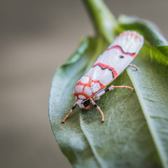 Close up of beautiful butterfly moth (cyana) on green leaf
