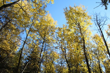 Beauty Of Autumn, Whitemud Park, Edmonton, Alberta