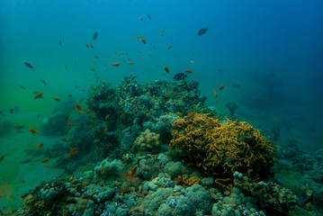 Naklejka na ściany i meble Coral reef full of marine life and colorful fishes