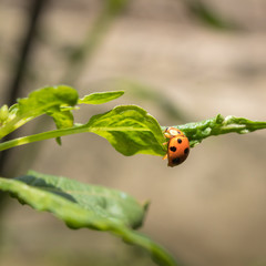 Obraz na płótnie Canvas Macro nature of ladybug creep up on flower leaf