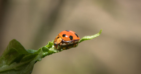 Ladybug sitting on flower leaf with nature background