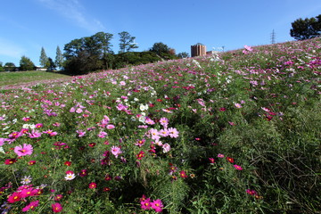 コスモスの丘