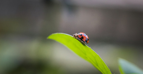 Macro nature of ladybug creep up on flower leaf