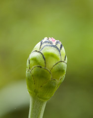 Extreme close up of zinnia flower bud with nature blurry background