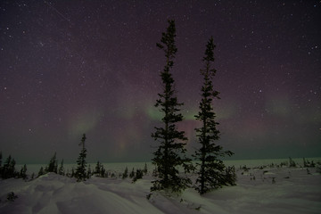 Naklejka premium northern lights aurora borealis in churchill manitoba canada