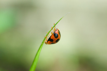 Cute ladybug creeping up on green leaf alone