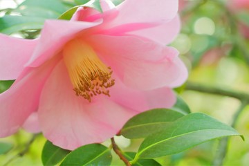 preciosa camelia roja grande en el jardín con enormes pétalos , rosa, suave, vintage, flor, soft, dreamy, red, vintage, herrmoso, rosa, pétalo © SOFT LOOK