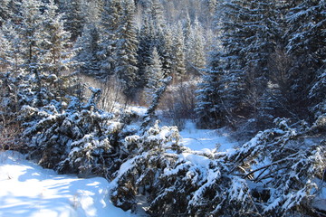 Snowy Landscape, Whitemud Park, Edmonton, Alberta
