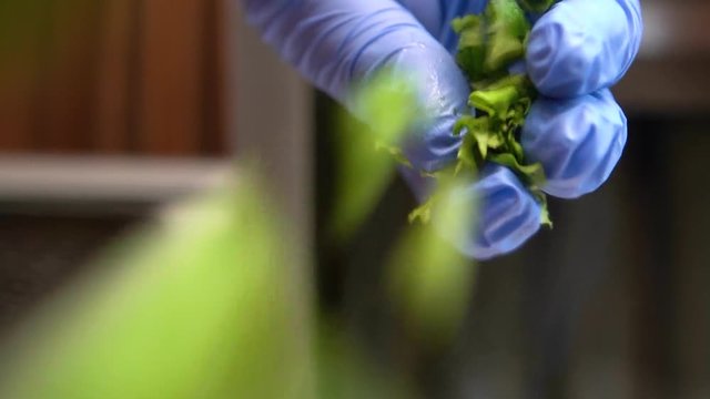 Chef hands, with a glove on the kitchen, letting fall the lettuce on top of the lens