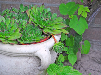 Ordinary houseleeks (sempervivum tectorum) or thunder leaf in gray qtone potl, this succulent...