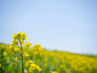 Obraz premium 満開の菜の花のクローズアップ