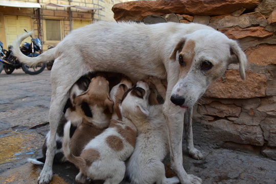 野良犬 Images Browse 1 233 Stock Photos Vectors And Video Adobe Stock