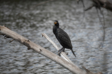 Black Cormorant bird perched on a branch