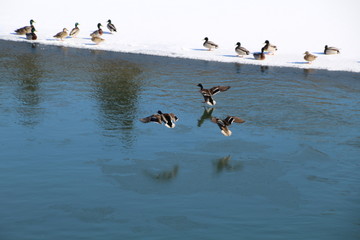 Mallards Over The Water, Gold Bar Park, Edmonton, Alberta