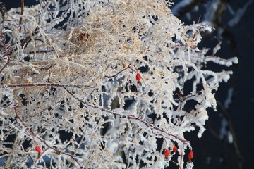 Beauty Of Frost, Gold Bar Park, Edmonton, Alberta