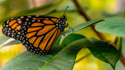butterfly on flower