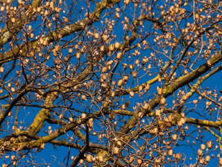 Flower buds on a tree waiting for the spring to come as natural backgorund