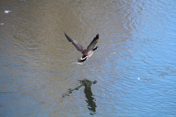 Goose Flying Over The Water, Gold Bar Park, Edmonton, Alberta