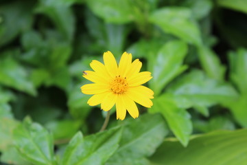 Blossomed flower in the grass