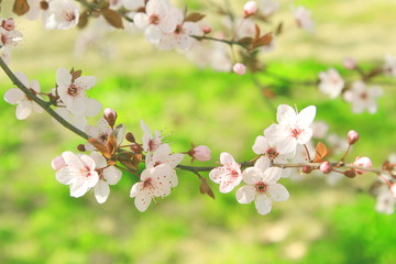 ramas con flores de almendro blancas y rosadas en el parque, hermoso, primavera, suave, bokeh, green, floración, flor, hojas,