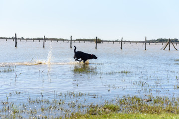 Black Labrador Dog playing in the water