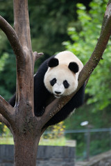 Fototapeta premium giant panda climbing a tree in china