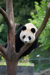 giant panda climbing a tree in china