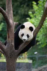 Foto op Plexiglas giant panda climbing a tree in china © Wandering Bear