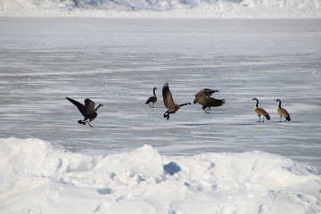 Flying On Ice, William Hawrelak Park, Edmonton, Alberta