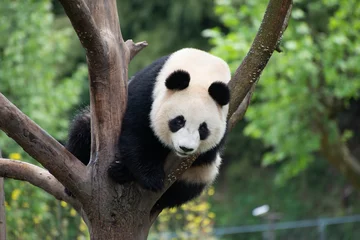 Schilderijen op glas reuzenpanda die in een boom klimt in China © Wandering Bear