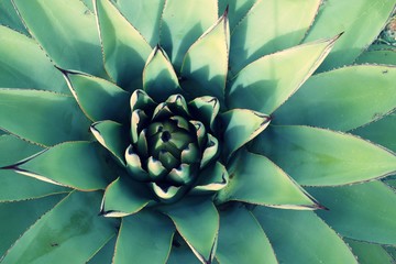 Close up look at Parry's Agave plant or  unfurling
