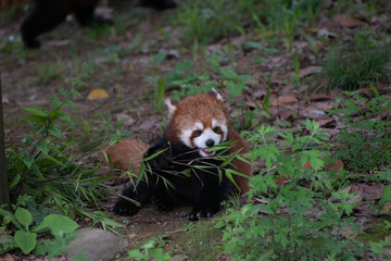 red panda with a piece of bamboo in china