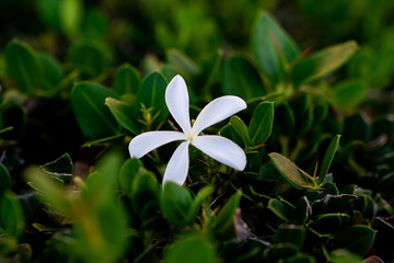 white flower