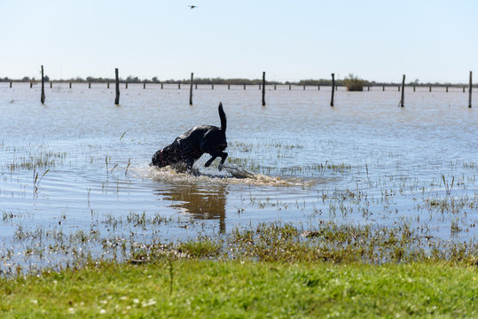 Black Labrador Dog playing in the water