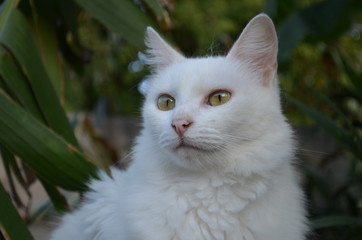 Cara gata blanca