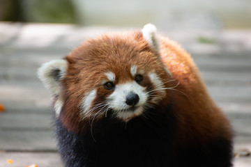 red panda lesser panda in sichuan china