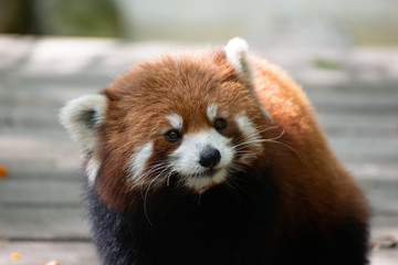 Obraz premium red panda lesser panda in sichuan china