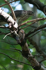 Cooper's Hawk Meal Time