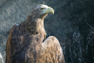 adult eagle looks away with interest. Birds and wildlife.