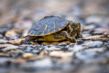 Close up of a wild baby yellow-bellied slider at Yates Mill Park in Raleigh, North carolina.