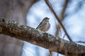 A yellow-rumped warbler perches on a limb. Garner, North Carolina.