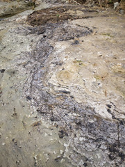 2020 shocking sight. Miracle fossils. A scene created by lava flowing out of a volcanic eruption about 2 million years ago. A tree that has been completely carbonized with fossil layers. 