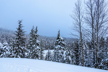 Snowy day on White Pass