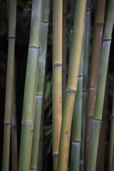 bamboo vertical background