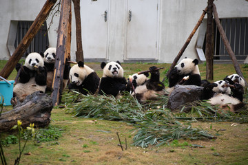 giant panda cubs eating bamboo in china nature reserve
